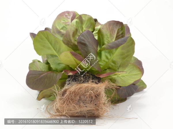 新鮮的gardensalad根