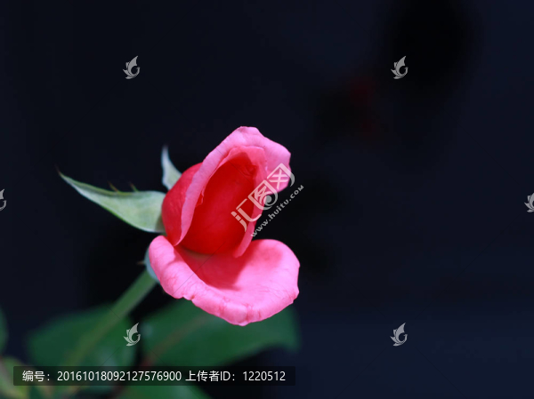 粉紅玫瑰孤立在黑色的背景上分隔開的