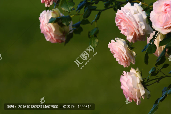 白薔薇