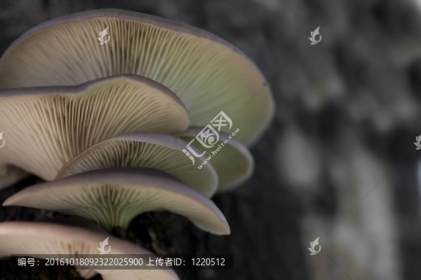 牡蠣蘑菇