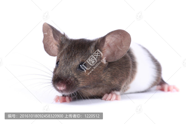 小花哨的鼠標(biāo)