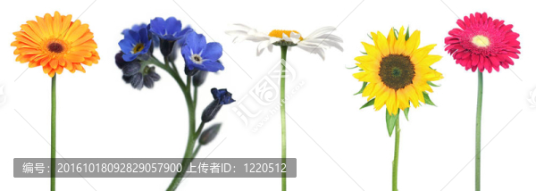 混合花