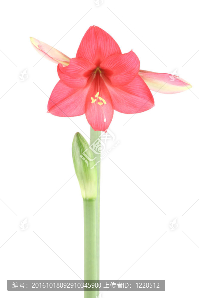 朱頂紅