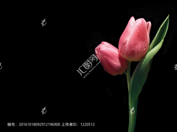 粉紅色的郁金香
