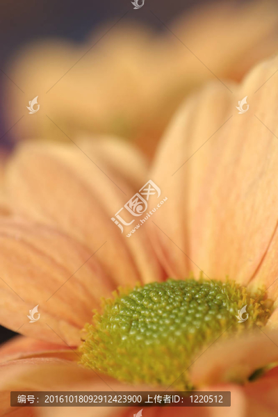 橙色的花