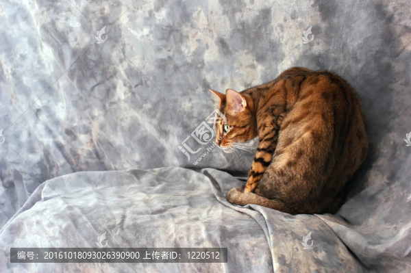 孟加拉貓看起來害怕