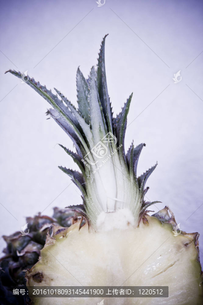 菠蘿