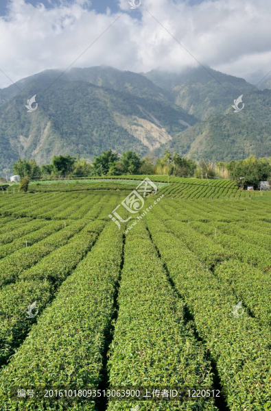 田茶
