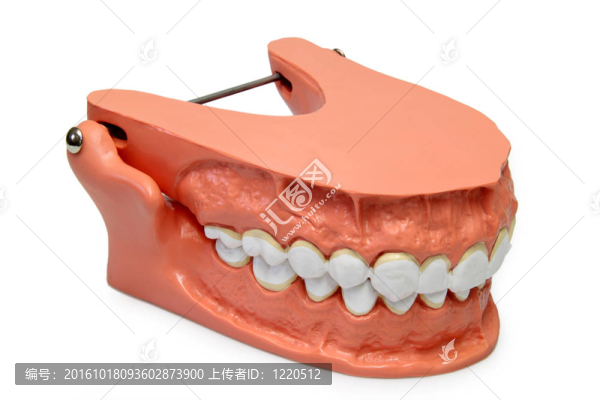 牙齒模型