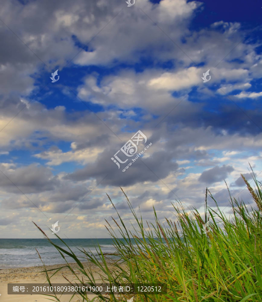 海洋綠草