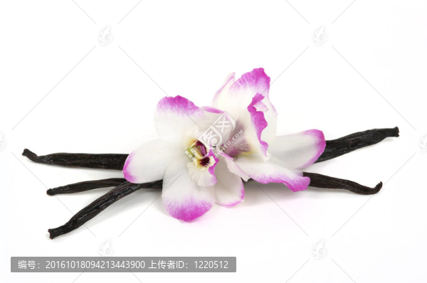 香草豆莢