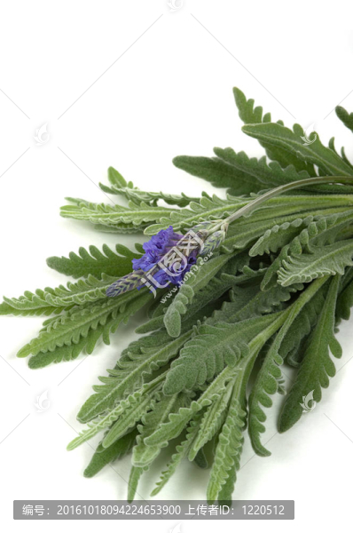 薰衣草