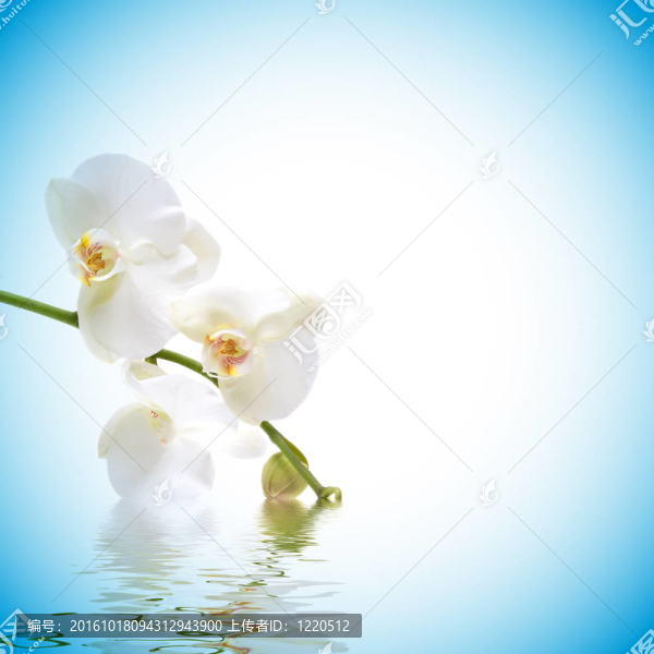 蘭花