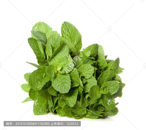 薄荷