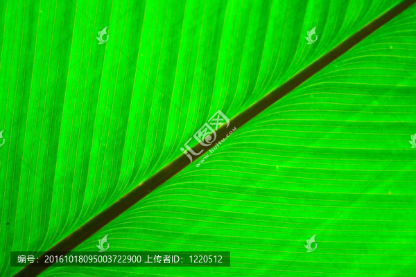 綠色天然葉背景