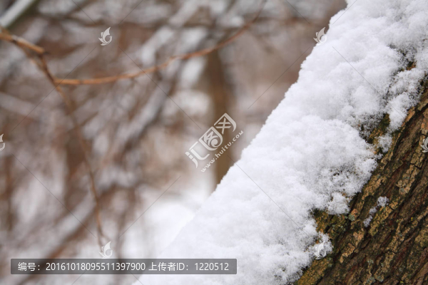 樹干上雪堆