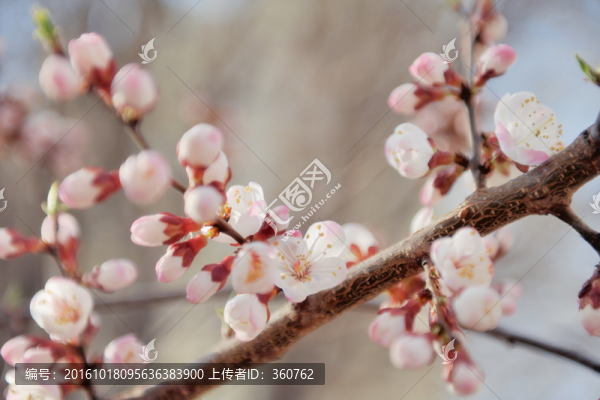 杏花