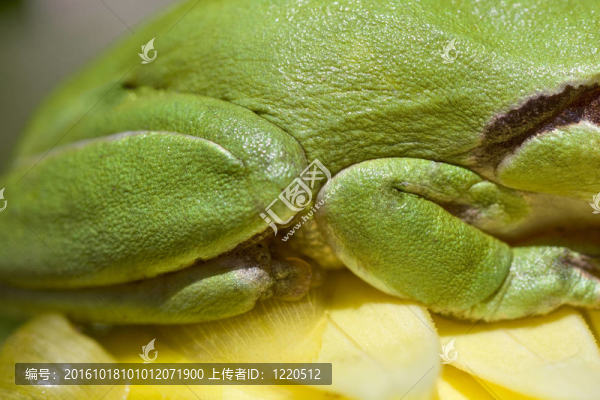 歐洲樹蛙