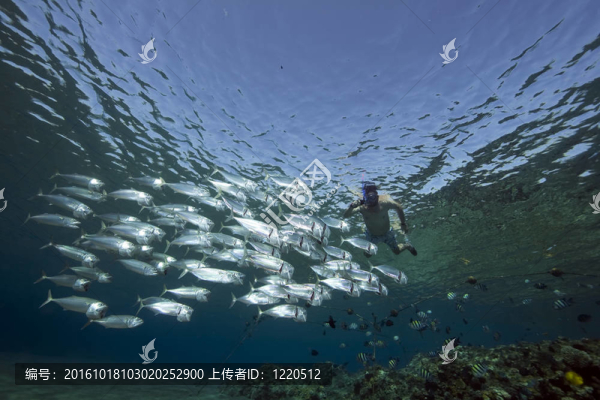 條紋魚和snorkler