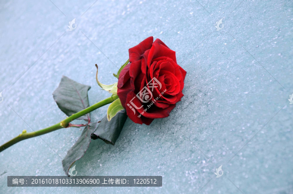 冰上的紅玫瑰