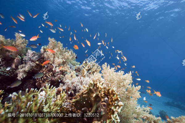 海洋；珊瑚和魚(yú)