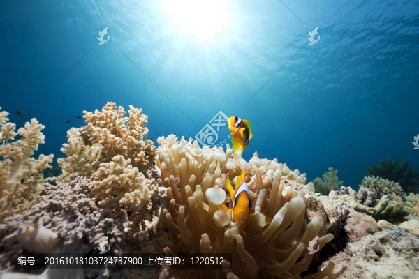 海葵和小丑魚