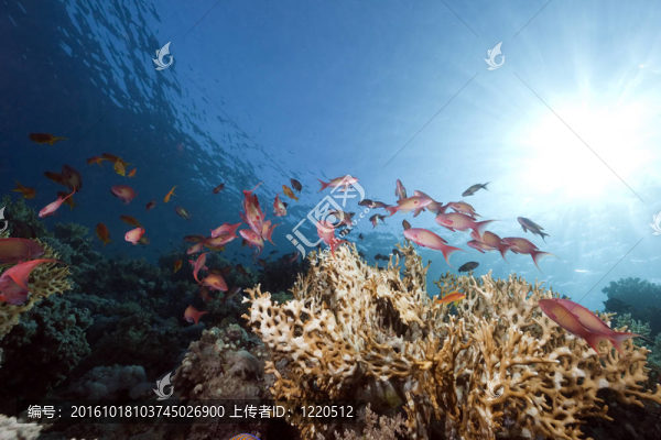海洋；珊瑚和魚