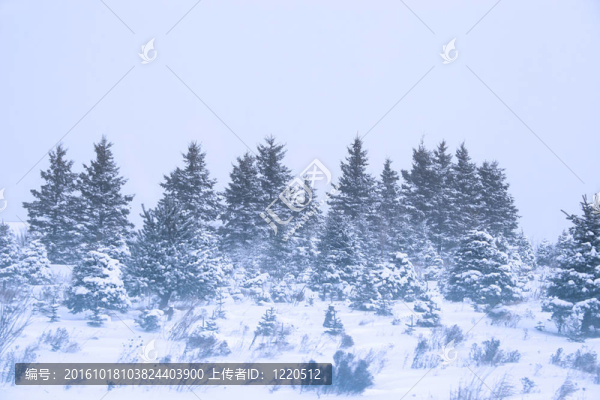 冬天的暴風雪