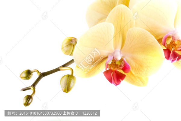 蘭花
