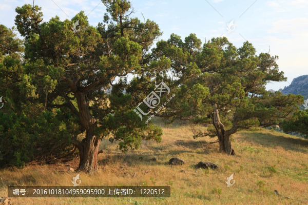 避暑山上的松樹（克里米亞，烏克蘭）