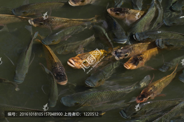 魚的池塘