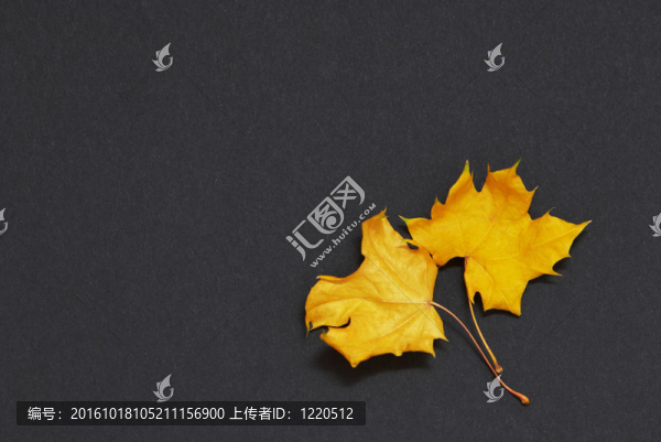 黑色背景上的兩片楓葉