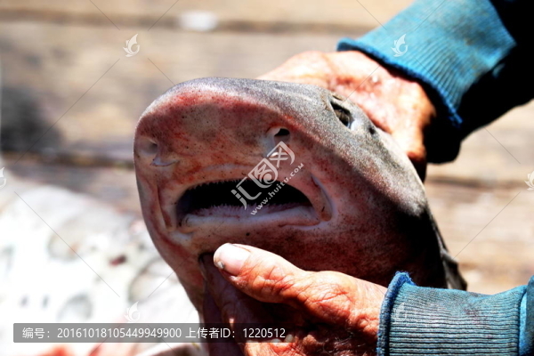 鯊魚