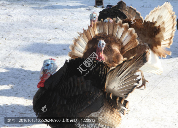 Tom,Turkeys（4）
