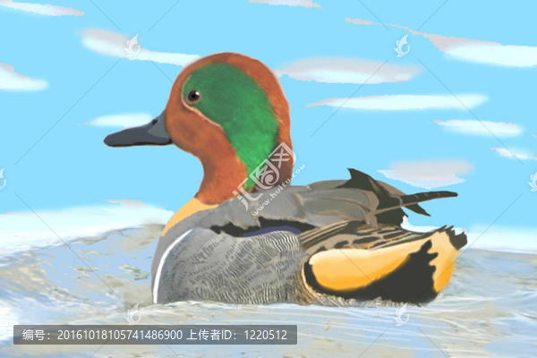綠翅鴨