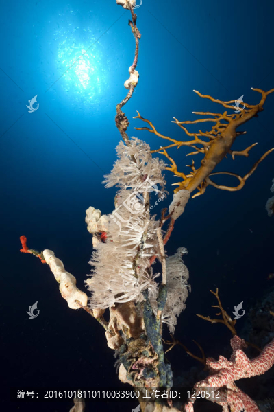海洋；珊瑚和魚