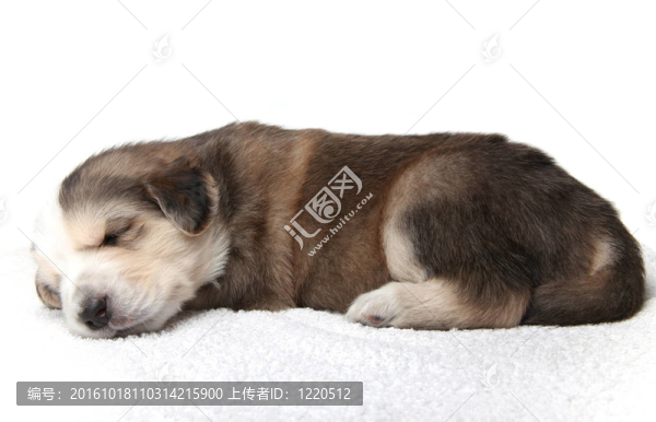 小休息的小狗