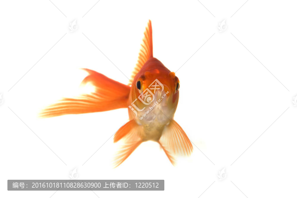 金魚的肖像