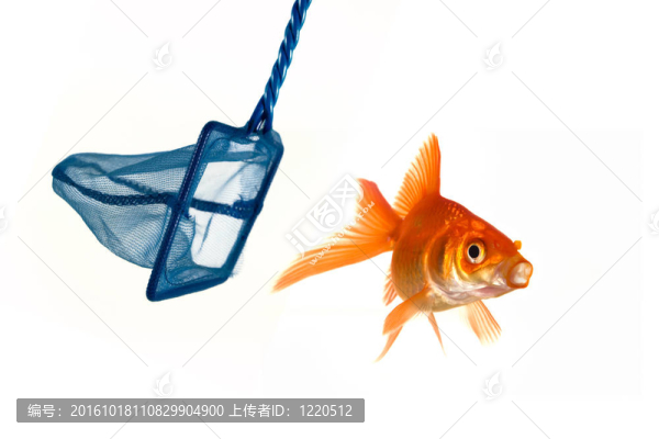 金魚(yú)試圖避免被抓住