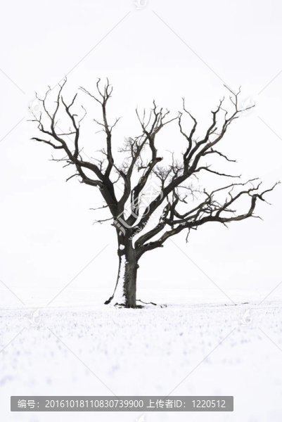 雪中樹