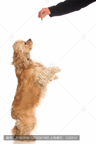 美國可卡犬