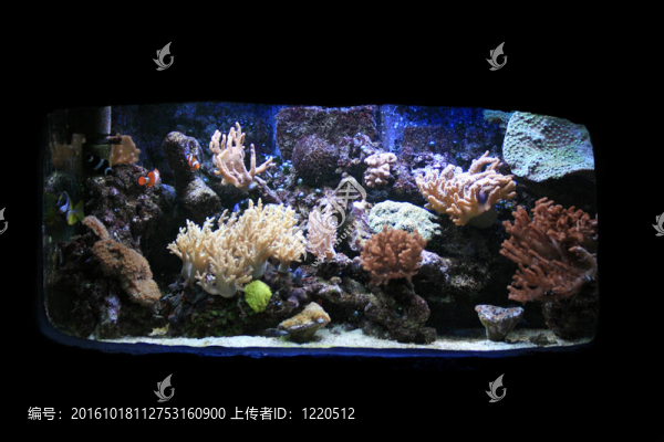 水族箱背景