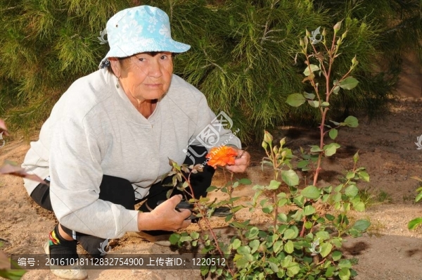 女性高級(jí)園藝