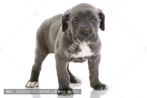 小狗意大利獒Corso