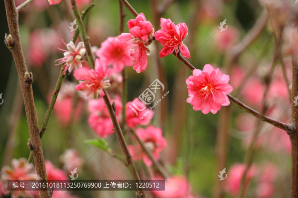 中國(guó)新年裝飾花桃花