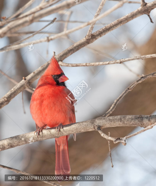 北方的紅衣主教（Cardinalis,cardinalis）