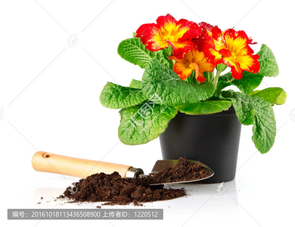 有紅色的花和土鏟花盆