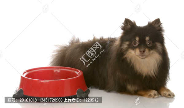 狗的晚餐時(shí)間
