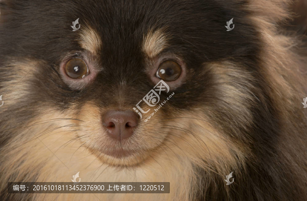 博美犬的小狗
