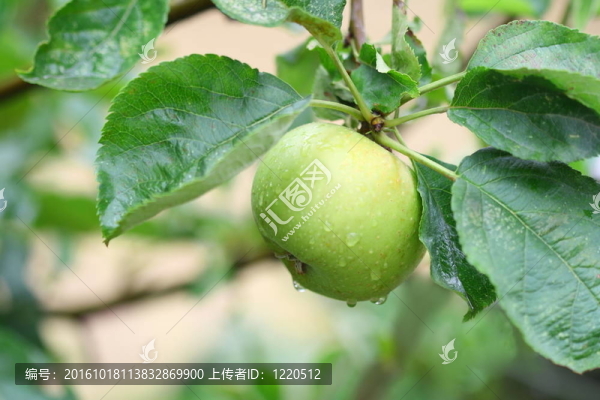 青蘋果